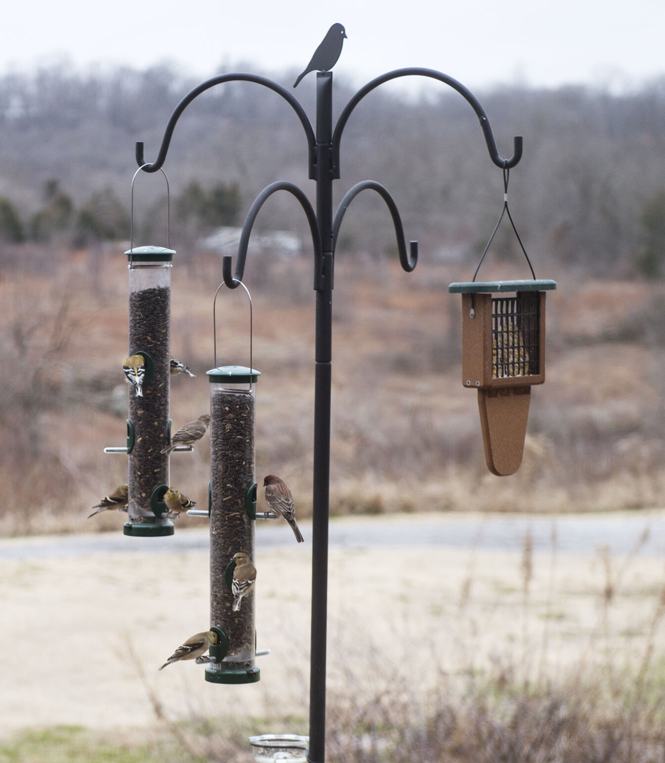 Bird Count